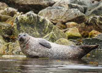 Harbor Seal