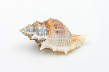 sea shell  on white background
