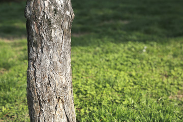 Part of tree on green field copy space