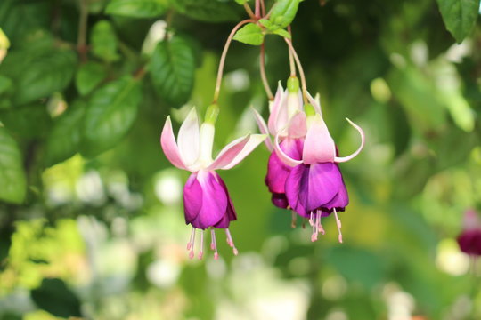 Hybrid "Fuchsia" flowers in Munich, Germany. This flower genus are named after German botanist Leonhart Fuchs.