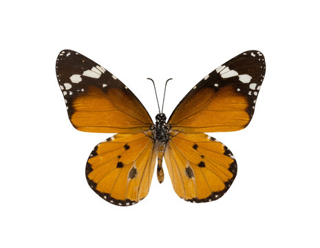 common tiger butterfly , Danaus Genutia , monarch butterfly isol