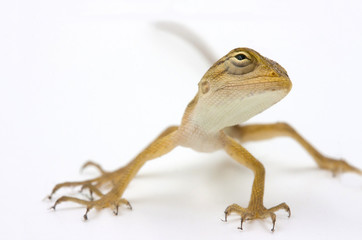 Asia chameleon on white background.