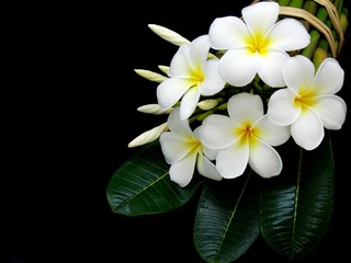 Special white flower in spa 
