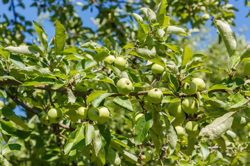 Little green apples on the tree in the  garden. Household plot. Dacha.