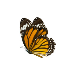 Naklejka premium pospolity motyl tygrysi, Danaus Genutia, motyl monarcha izol
