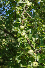 Little green apples on the tree in the  garden. Household plot. Dacha.