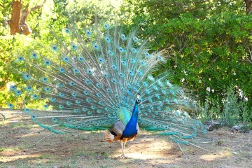 Obraz premium Peacock 