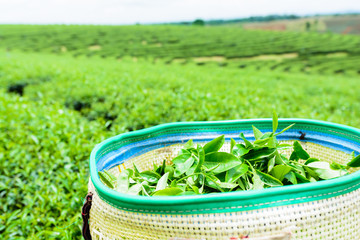 green tea plantation landscape, green tea in basket.