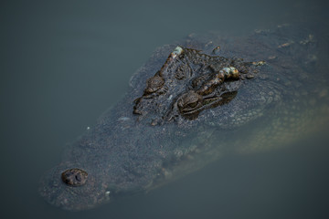 crocodile