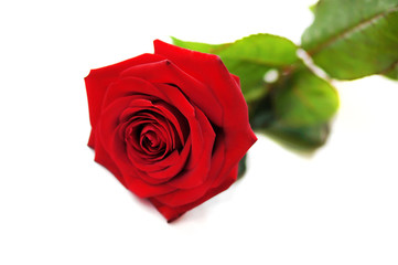Natural red rose isolated on white background.