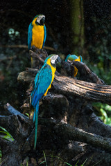 Colorful couple macaws sitting on log.