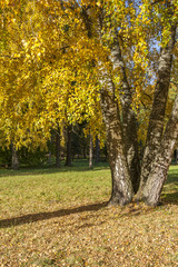 Autumn Birch Tree