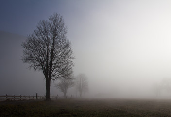 Obraz na płótnie Canvas Straße und Bäume im Nebel