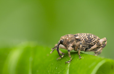 Weevil - ( Curculionoidea sp. )