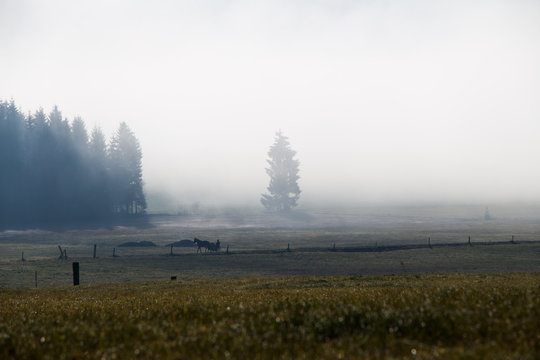 Landschaft am Morgen, Traber