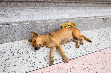 Dogs Thailand 