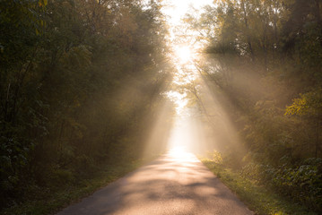 Beam of sun light comming though trees on empty road