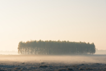 Group of trees in the middle of a meadow in a misty morning