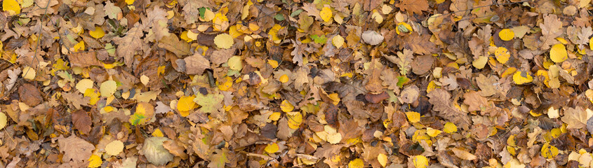 Colorful autumn leaves lying in forest