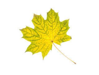 Autumn leaf isolated