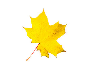 Autumn leaf isolated