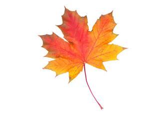 Autumn leaf isolated