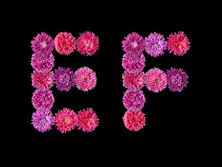 Fototapeta premium Letter E, F from bright asters on the black