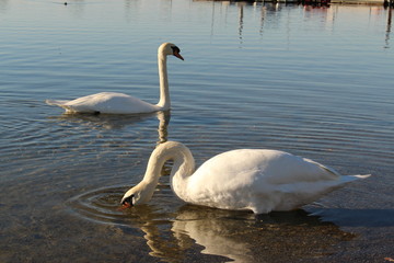 Fototapeta premium Two swans at sundown on Constance Lake (Bodensee), taken from the coast of Hard in Vorarlberg, Austria.