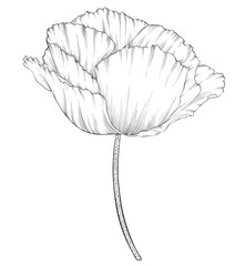 beautiful monochrome black and white poppy in a hand-drawn graphic style in vintage colors isolated on background.