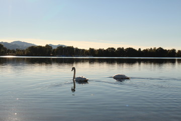 Naklejka na ściany i meble Two swans at sundown on Constance Lake (Bodensee), taken from the coast of Hard in Vorarlberg, Austria.