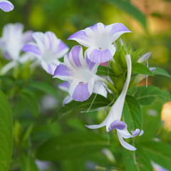 Florescent violet-white flower in garden 