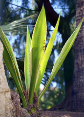 Fototapeta premium Agave plants close up.