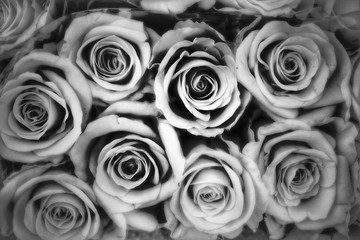 Trauer, graue Rosen