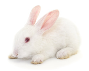 Naklejka premium White bunny rabbit.