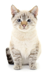 Kitten on a white background