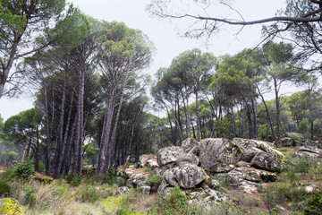 Pinar de Valdelavieja. Madrid