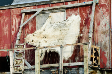 Polar Bear Skin - Ittoqqortoormiit Village - Greenland © Adwo