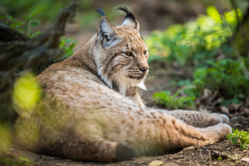Eurasian Lynx (Lynx lynx)