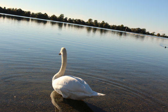 A swan at sundown on Constance Lake (Bodensee), taken from the coast of Hard in Vorarlberg, Austria.