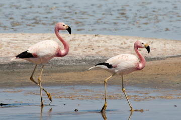 Flamingos - Chaxa Lagoon - Chile
