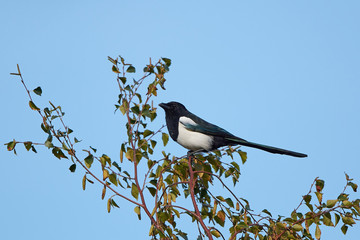 Eurasian Magpie (Pica pica)