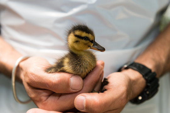 Canard Couvert Caneton
