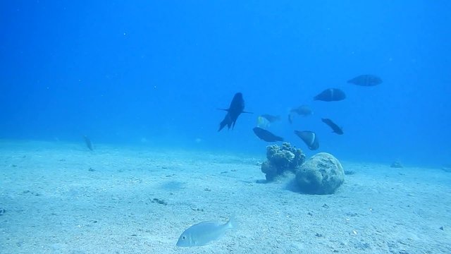 Fish Clown Coris coral reef site Caves Eilat