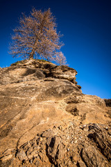 tree on little top and blue sky Ossola Valley Italy
