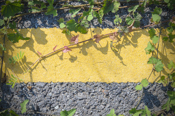 Fototapeta premium the asphalt road with the creeping plant on the yellow line