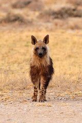 Brown hyaena standing