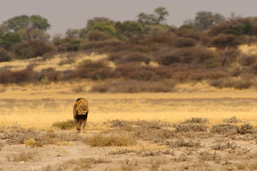 Lion walking across the plain