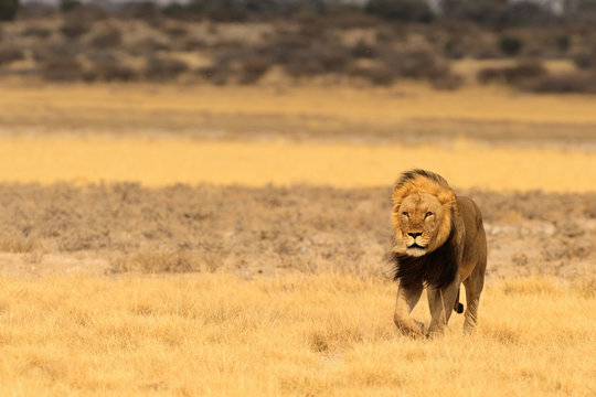 Lion walking across the plain