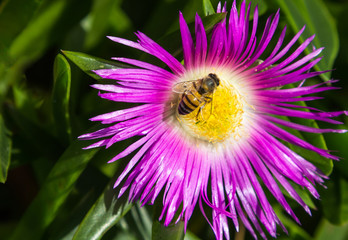 Abelha coletando pólen na flor.