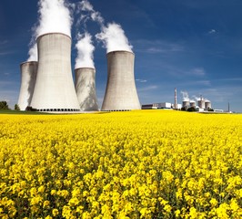 Cooling tower and rapeseed field